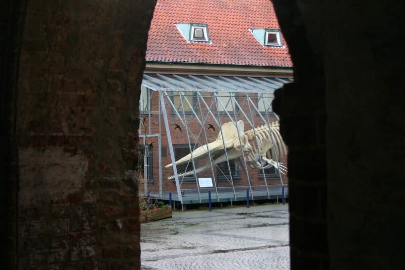 IMG_2807